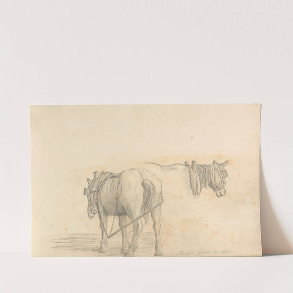 Studies from Nature (two horses) by William Brockedon