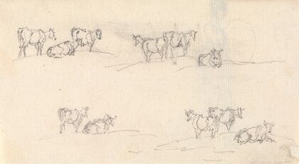 Studies of a Cattle
