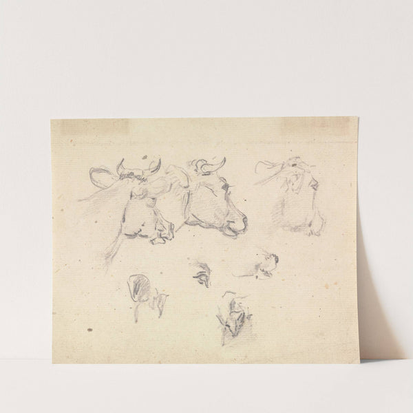 Studies of a cow's head by Sawrey Gilpin