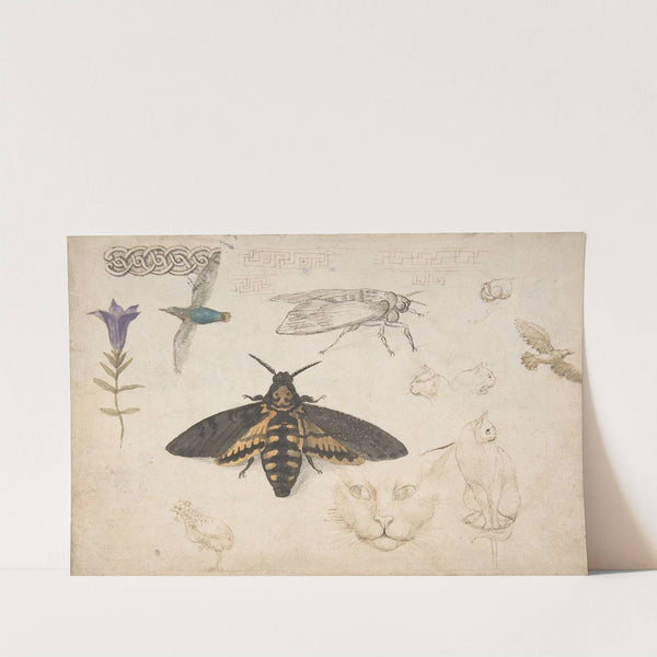 Studies of a Gentian, Moth, Birds, Cats, Interlacing Motif, and Greek Frets by Giorgio di Giovanni