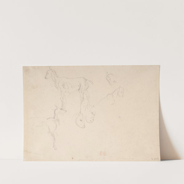 Studies of a Goat (1798–1863) by Eugène Delacroix