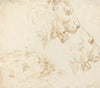 Studies of a Lion’s Head