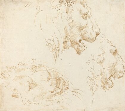 Studies of a Lion’s Head
