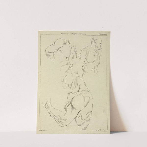 Studies of a man's chest, biceps, and shoulders by Peter Paul Rubens