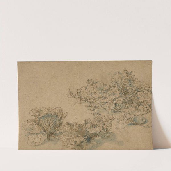 Studies of a Marrow Plant and Cabbages by Abraham Bloemaert
