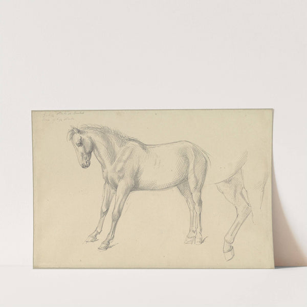 Studies of a Pony by William Strutt