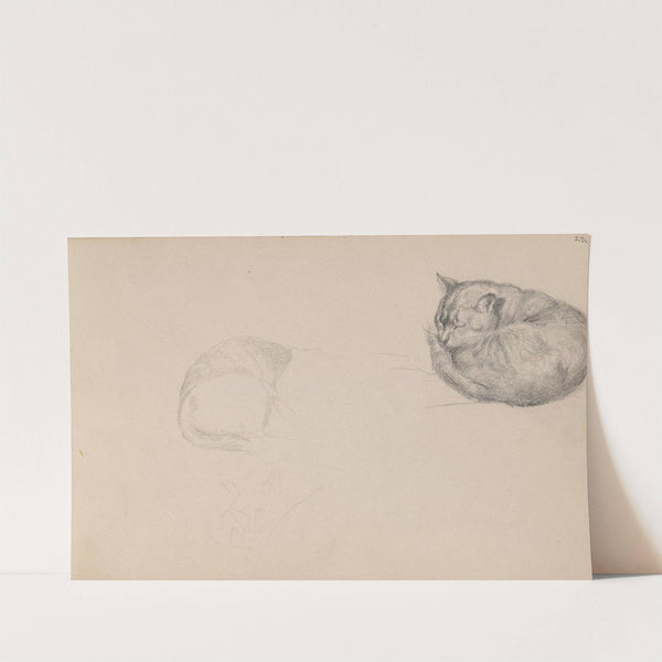 Studies of a sleeping cat (between 1855 and 1857) by Adolph Tidemand
