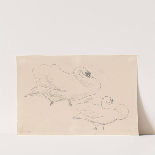 Studies of a Swan by John Singer Sargent