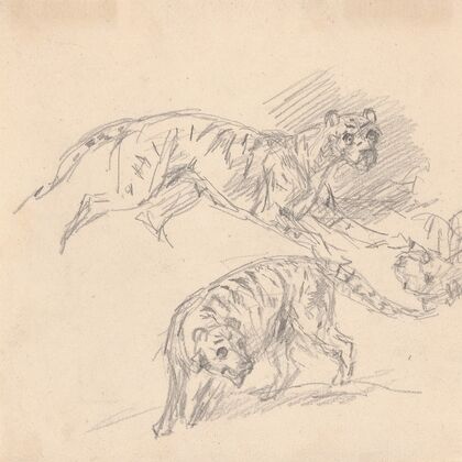 Studies of a tiger