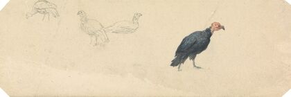 Studies of a Turkey
