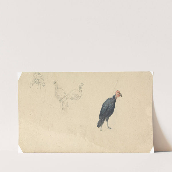 Studies of a Turkey by Robert Hills