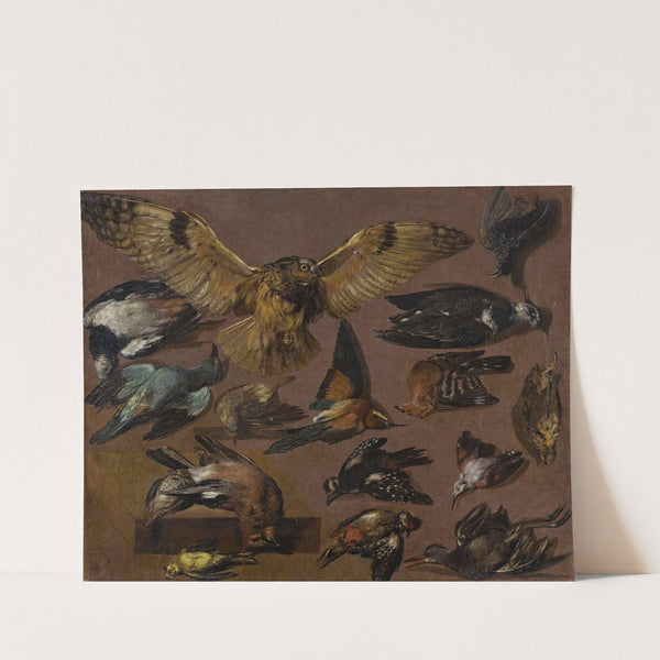 Studies Of An Owl And Other Birds by Pieter Boel