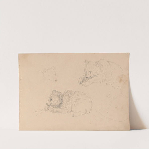Studies of bear cubs (Between 1861 and 1863) by Adolph Tidemand