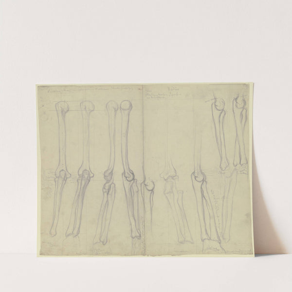 Studies of bones by Victor Müller