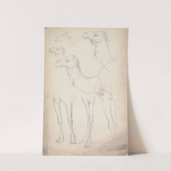 Studies of Camels, Lahore, 17 February 1860 by William Simpson