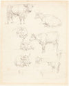 Studies of Cattle