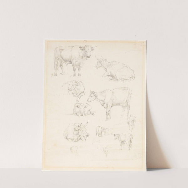 Studies of Cattle by Robert Hills