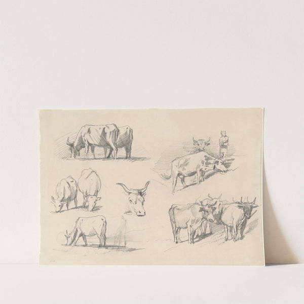 Studies of Cattle by John Singer Sargent