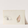 Studies of conch (1856 or 1857) by Adolph Tidemand