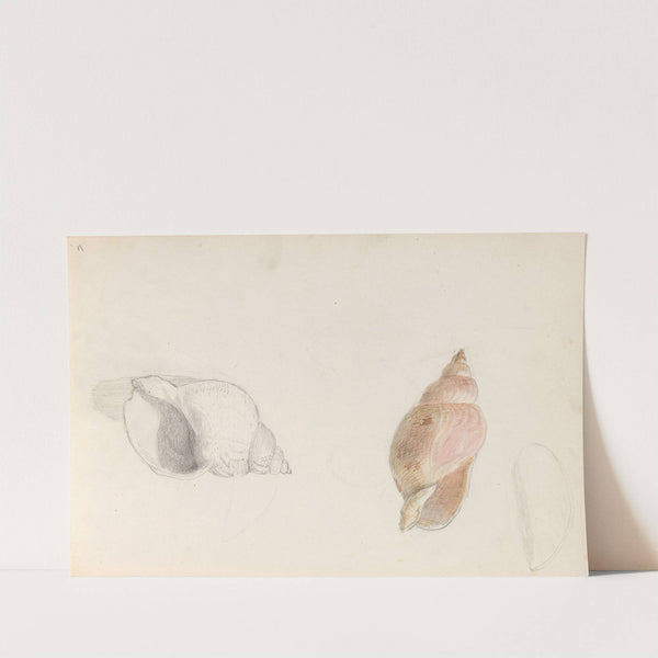 Studies of conch (1856 or 1857) by Adolph Tidemand