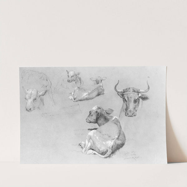 Studies of Cows and Calves by James McDougal Hart