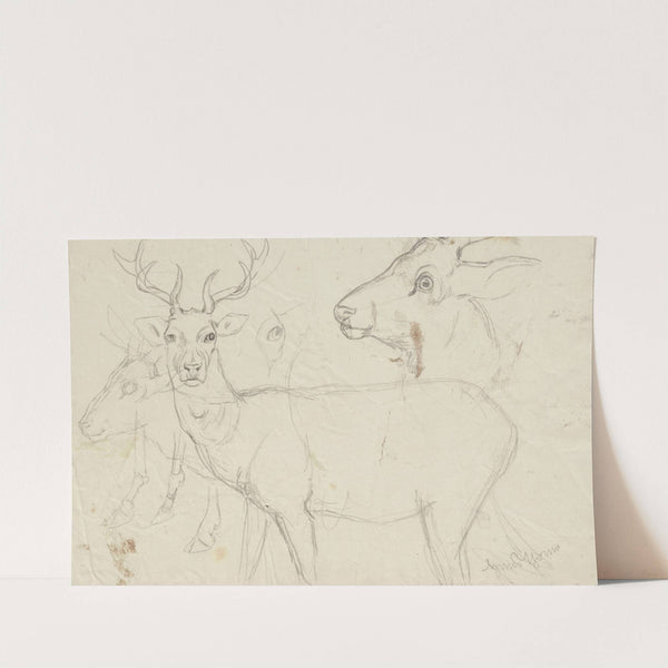 Studies of deer (1860 - 1924) by Hans Thoma