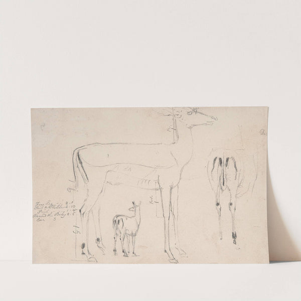 Studies of Deer - Three on on Sheet by Samuel Daniell