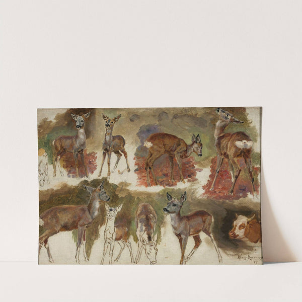 Studies of does by Maria Klass-Kazanowska