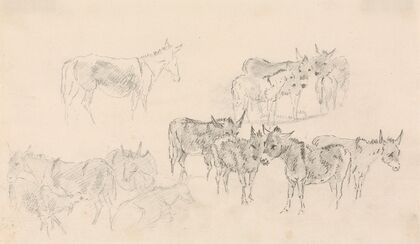 Studies of Donkeys