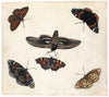 Studies Of Five Butterflies And A Hawk Moth