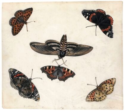 Studies Of Five Butterflies And A Hawk Moth