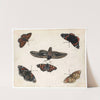 Studies Of Five Butterflies And A Hawk Moth by Jan Van Kessel The Elder