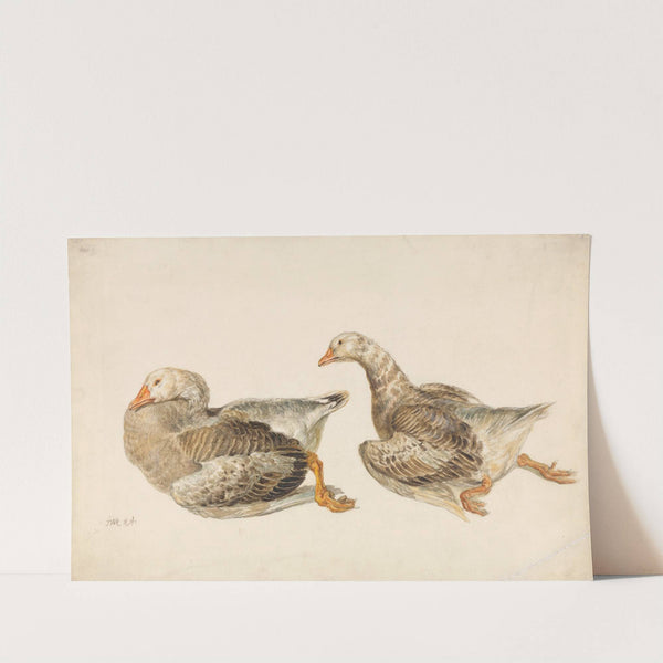 Studies of Geese by James Ward