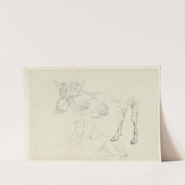 Studies of Goats (c. 1809 - c. 1812) by Josephus Augustus Knip