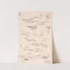 Studies of Gulls by James Ward
