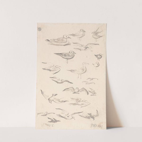 Studies of Gulls by James Ward