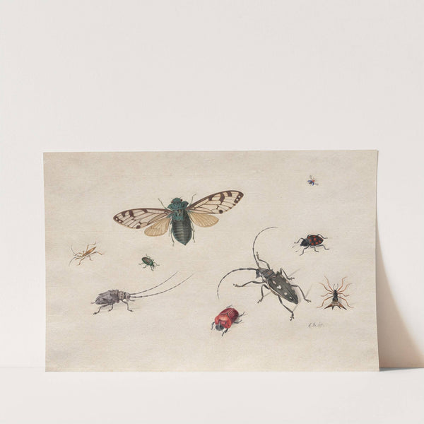 Studies of Insects (c. 1665–1727) by Johannes van Bronckhorst