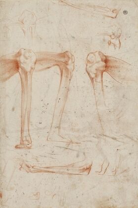 Studies of legs, knees and arms — size preview