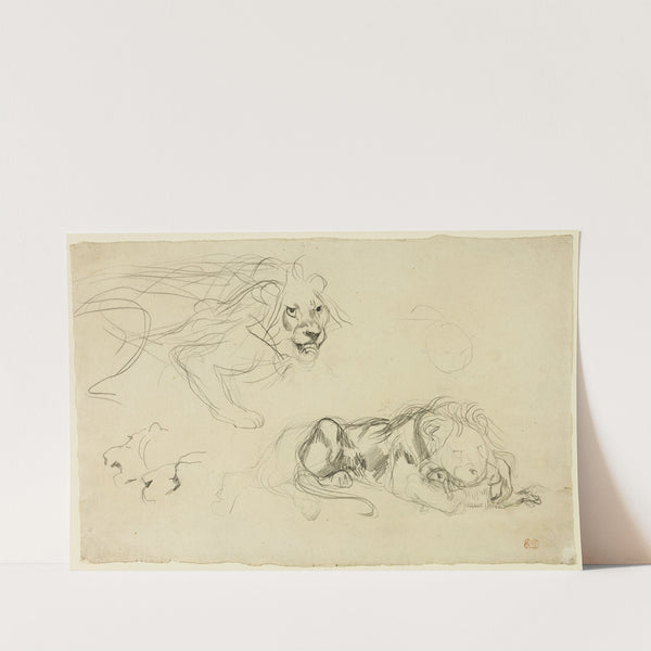 Studies of Lions (c. 1829) by Eugène Delacroix