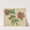 Studies of Peonies by Martin Schongauer