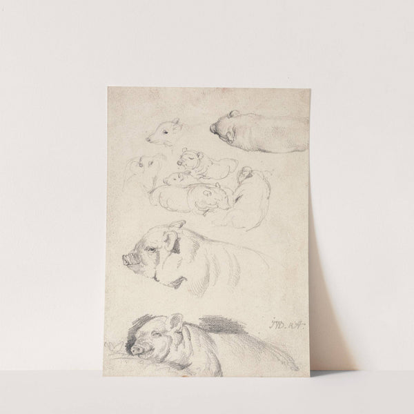 Studies of Pigs by James Ward