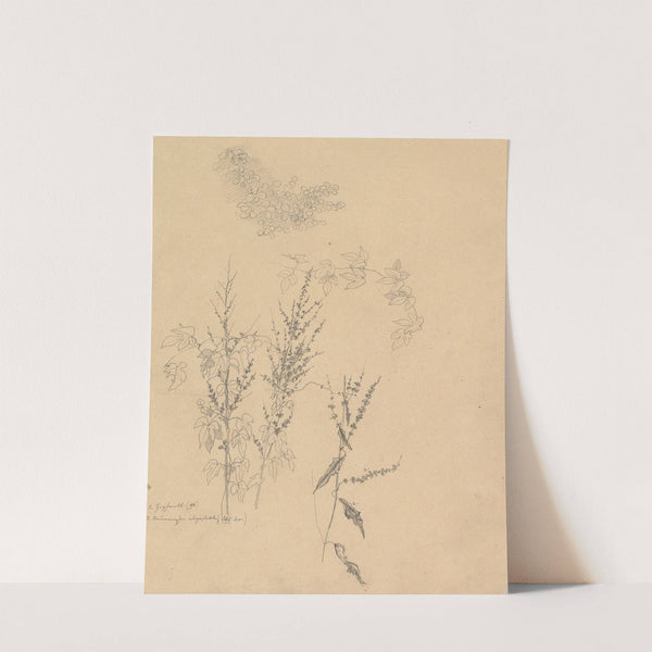 Studies of Plants by Johann Wilhelm Preyer