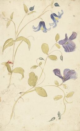 Studies of Purple and Blue Flowers