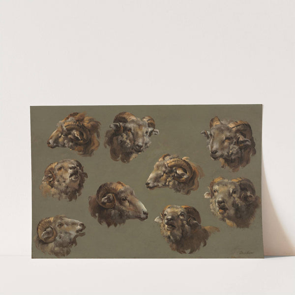 Studies of Ram Heads by Anonymous