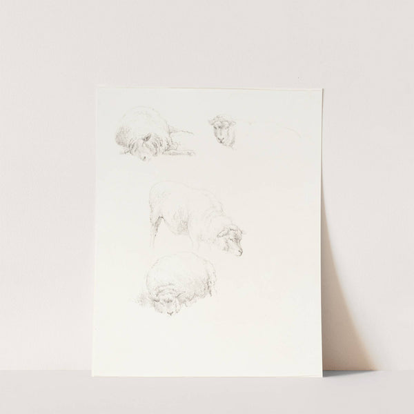 Studies of Sheep by Robert Hills