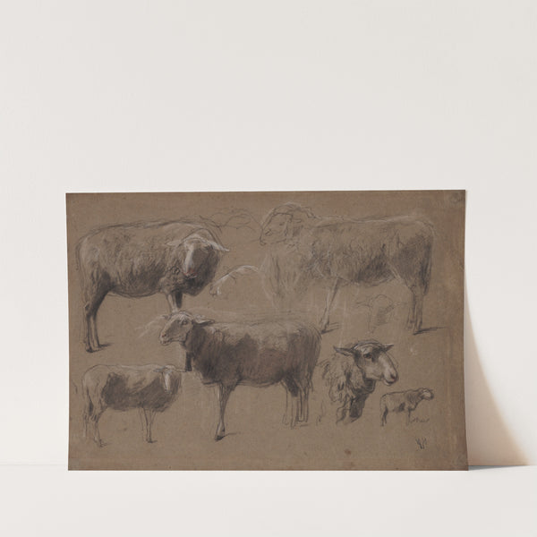 Studies of Sheep (second half 1800s) by Anton Mauve