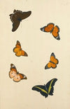Studies Of Six Butterflies (18th Century)