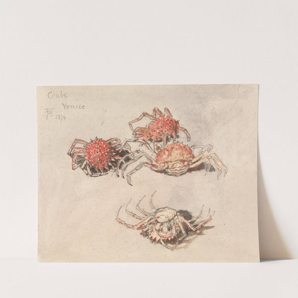 Studies of Spider Crabs, Venice by Myles Birket Foster