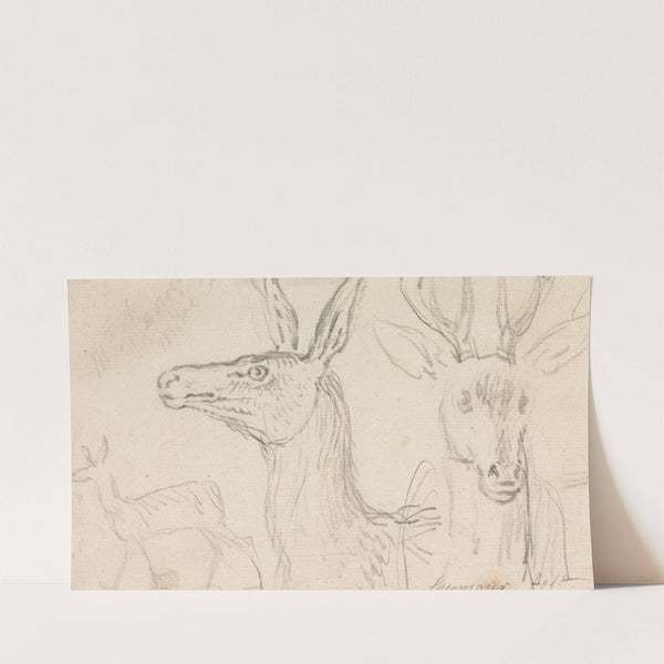 Studies of Stags’ Heads by James Seymour