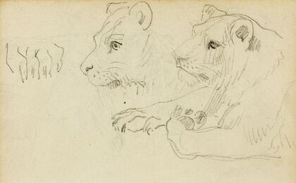 Studies of the head and forelegs of a lioness
